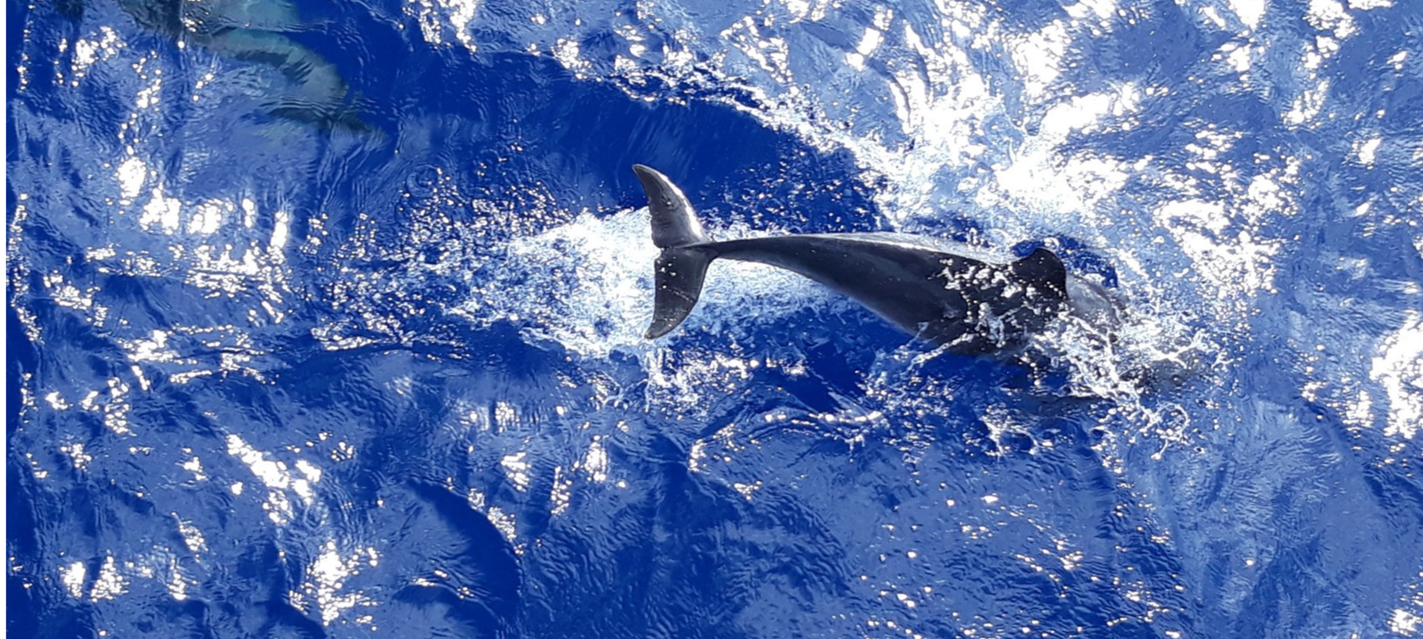VOYAGE 35 – Eco adventure sailing to Flores Island’s Biosphere - SantaMariaManuela