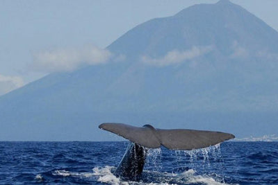 10 - Flores, Pico adventure sailing: Azores Island hopping - SantaMariaManuela