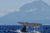 10 - Flores, Pico adventure sailing: Azores Island hopping - SantaMariaManuela