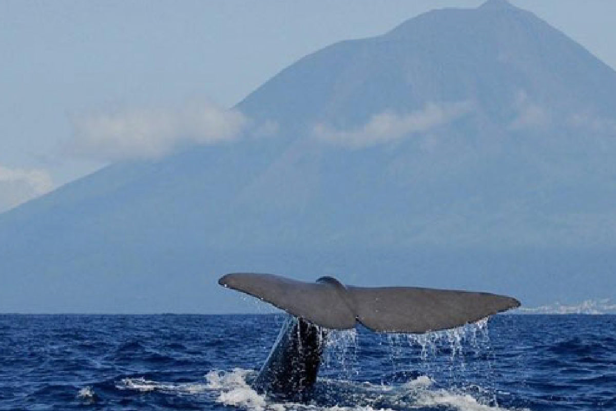 14 - Blue water crossing Azores to Lisbon - SantaMariaManuela